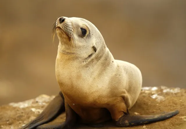 A seal pup rests on a rocky point along the shoreline in La Jolla, California January 20, 2015. (Photo by Mike Blake/Reuters)