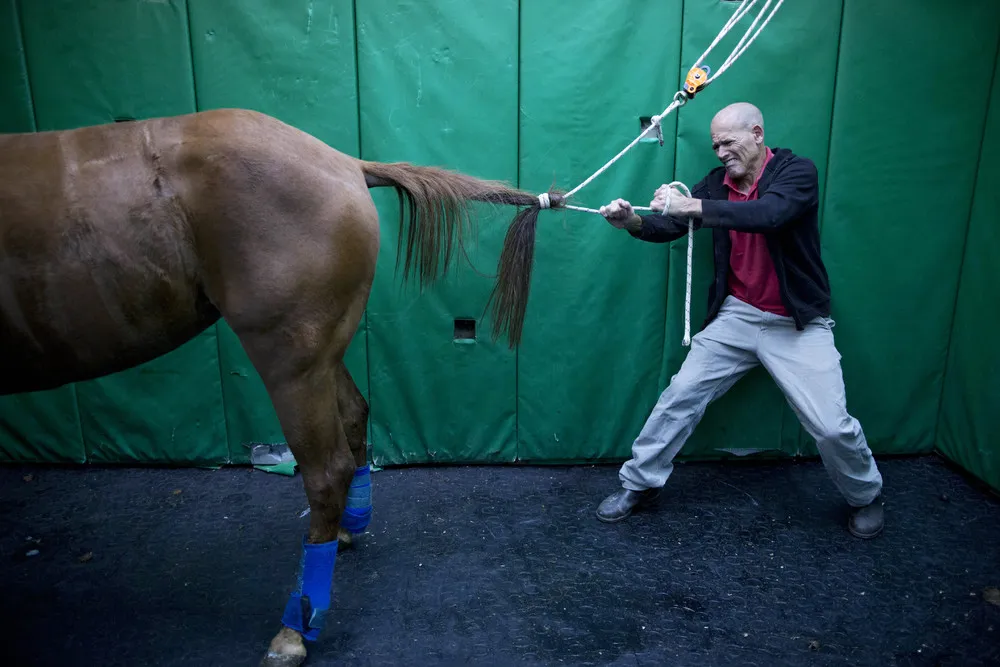 Horses Make Wild Patients at Israeli Hospital