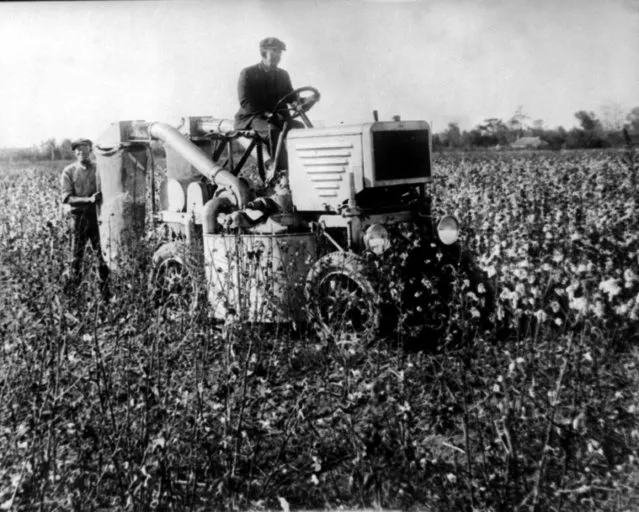 A mechanical cotton picker is shown in use on December 22, 1930. The farm machine was perfected by Cotton Harvester Manufacturing Co., USA. (Photo by AP Photo)