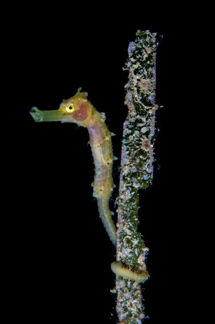 A Common Sea Horse Juvinile from the waters around Anilao, Philippines. (Photo by Cai Songda/Caters News Agency)