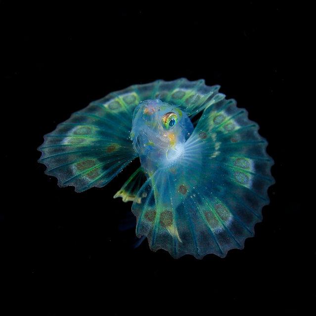 A Dendrochirus fish larva. (Photo by Ryo Minemizu/The Guardian)
