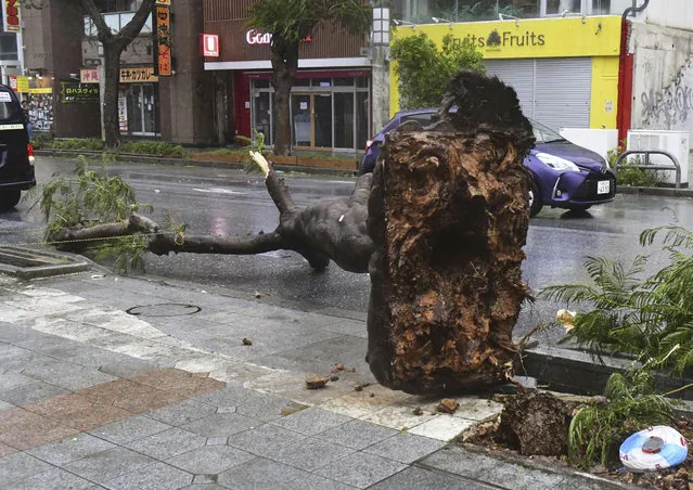 A tree lies uprooted on a street in Naha, Okinawa Prefecture, on August 2, 2023, as typhoon Khanun, the sixth of the season, batters the southern Japanese island prefecture, (Photo by Kyodo News vía AP Photo)