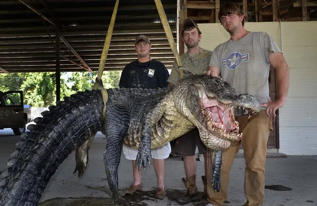 This Mississippi Department of Wildlife, Fisheries and Parks photo shows Cole Landers, Dustin Bockman and Ryan Bockman with their record setting alligator. (Photo by Ricky Flynt/Mississippi Department of Wildlife, Fisheries and Parks)