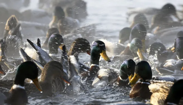 Mallard ducks are seen in a lake as the temperature dropped to around minus 23 degrees Celsius (minus 9.4 degrees Fahrenheit) on the outskirts of Minsk, Belarus January 5, 2016. (Photo by Vasily Fedosenko/Reuters)