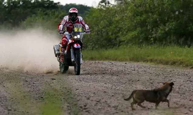 A dog crosses the road as Paulo Goncalves of Portugal rides his Honda motorcycle during Termas de Rio Hondo-Jujuy third stage in the Dakar Rally 2016 in Tucuman province, Argentina, January 5, 2016. (Photo by Marcos Brindicci/Reuters)