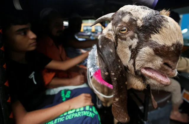 People carry a goat in an autorickshaw after purchasing it at a livestock market on the eve of the Muslim festival of Eid al-Adha in Mumbai, August 21, 2018. (Photo by Francis Mascarenhas/Reuters)