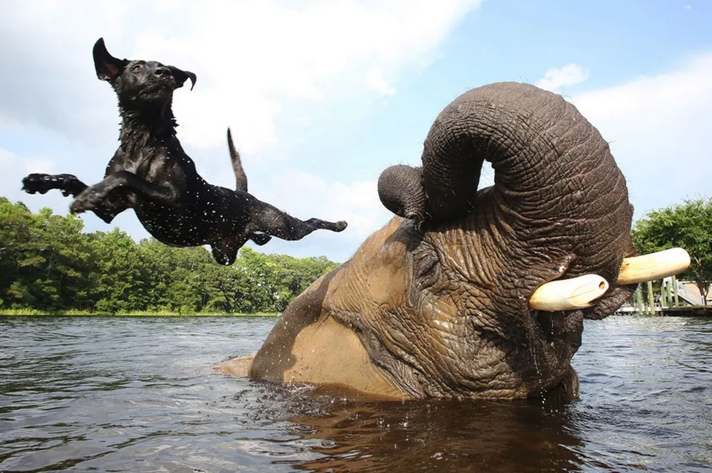 The Week in Pictures: Animals, September 14 – September 20, 2013
