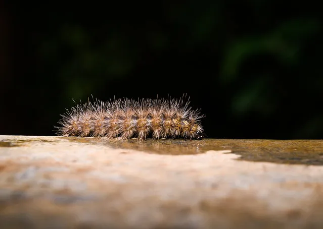 A fuzzy hairy caterpillar of tiger moth others have gone hiking on the walls to reach the scanty water lying on the wall at Tehatta, West Bengal, India on June 11, 2023. The larva or caterpillar of Arctiinae or tiger moth family of Erebidae (superfamily Noctuoidea) does not drink water. They normally obtain sufficient fluids from the food plants that they eat. This caterpillar benefits from rain or other moisture reaching them, they use moisture to keep them from drying out too much. This caterpillar has a tendency to wander right before they pupate or become chrysalis. This caterpillars' defense system at the tip of each defensive hair is a microscopic barb with a weakened ring at the base, allowing the barb to easily break off in the skin of any animal that grabs onto them can be a cause of Lepidopterism. (Photo by Soumyabrata Roy/NurPhoto via Getty Images)
