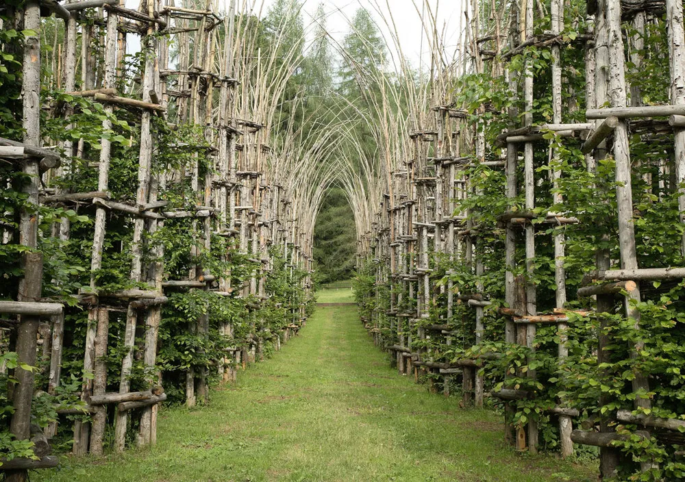 Cathedral Made from Trees by Giuliano Mauri 