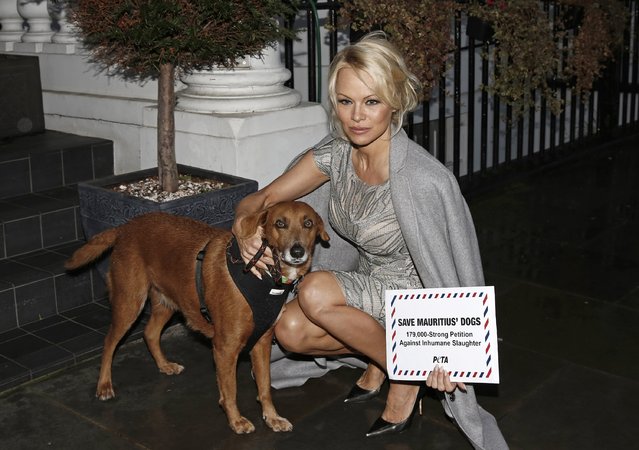 Pamela Anderson accompanied by rescued dog Zorro deliver a 178,000-name petition to the High Commission of Mauritius, urging the country to implement a spay-and-neuter programme to tackle its stray-dog problem at High Commission Of Mauritius on December 12, 2016 in London, England. (Photo by John Phillips/Getty Images)