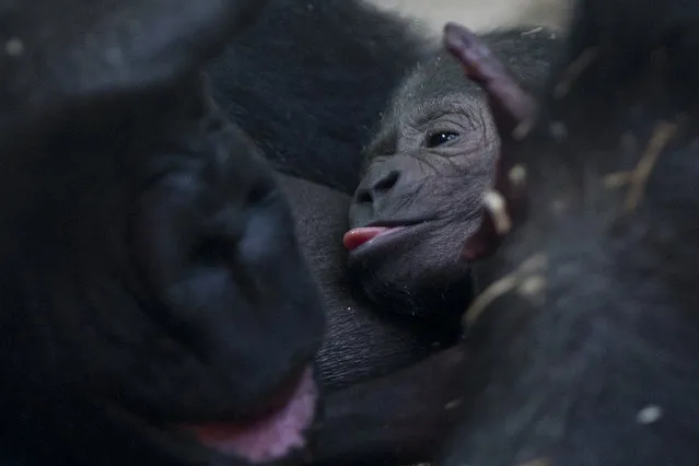 Gorilla Sindy feeds her newborn baby at the Artis Zoo in Amsterdam, Netherlands, Friday January 22, 2016. The baby was born Thursday after an eight-and-half month pregnancy, Sindy's fifth pregnancy, the first two babies died, her other two sons are still in the capital's zoo. The baby has no name yet as the gender is not yet determined. (Photo by Peter Dejong/AP Photo)