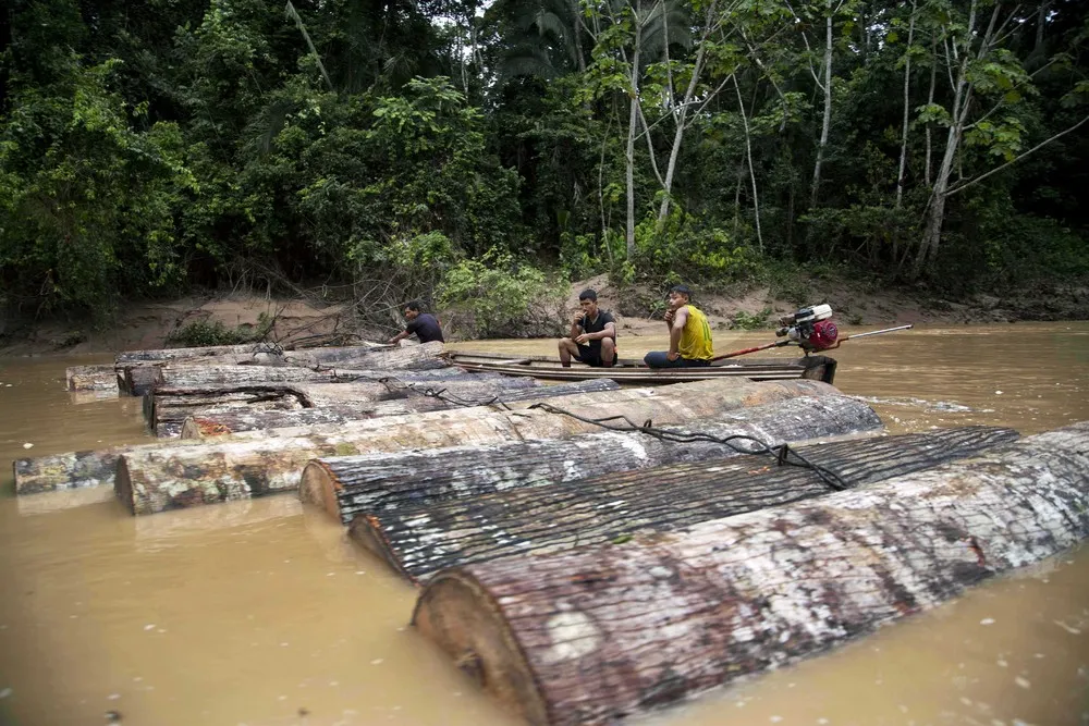 Peru Illegal Logging