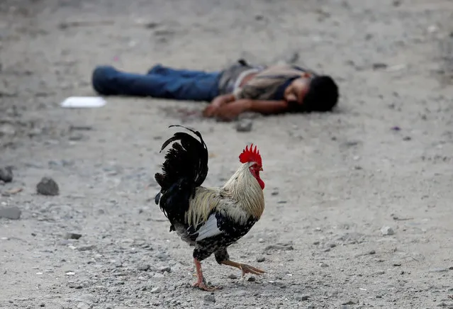 A rooster walks past the dead body of a Barrio-18 gang member in San Pedro Sula, Honduras, September 28, 2018. (Photo by Goran Tomasevic/Reuters)