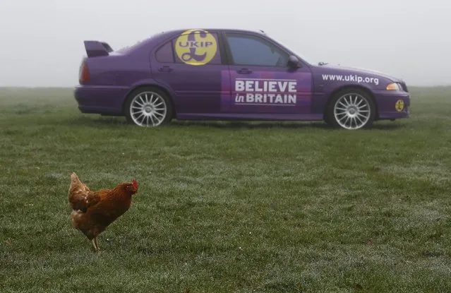 A chicken walks past a car decorated in the colours of the United Kingdom Independence Party (UKIP) on Sunnyhill Farm in Martson, central England, April 7, 2015. (Photo by Darren Staples/Reuters)