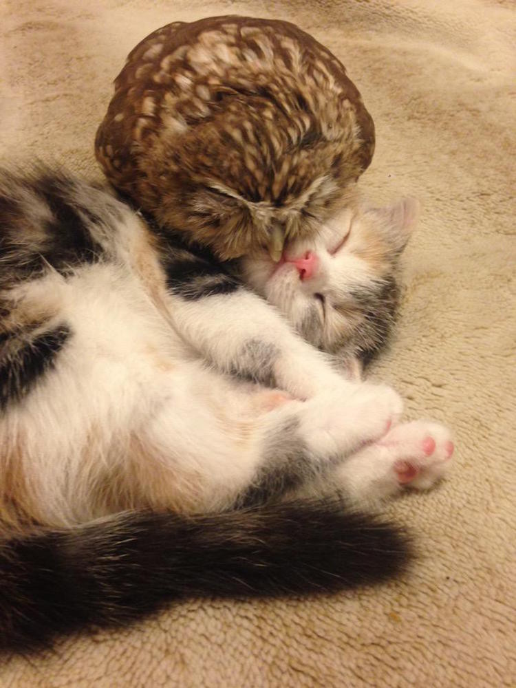 Kitten and Owl Are Best Friends