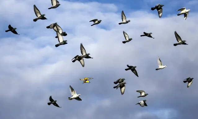 A flock of pigeons flies with a prototype “parcelcopter” of the German postal and logistics group Deutsche Post DHL, on December 9, 2013. The device is a modified microdrone that costs $54,900 and can carry packages up to 2.65 pounds (1.2 kg). (Photo by Wolfgang Rattay/Reuters)