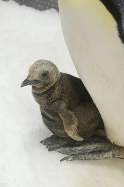One of three King Penguin chicks to be hatched recently at the Sea World theme park sits nestled up to an adult penguin on Australia's Gold Coast, February 19, 2016 in this handout picture provided by Sea World Australia. (Photo by Reuters/Sea World Australia)