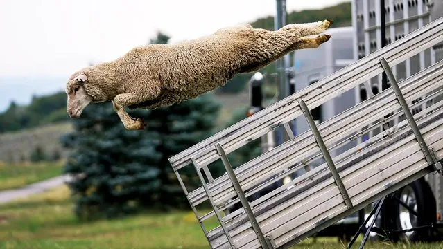A sheep leaps from a truck for this weekend's annual Soldier Hollow Classic Sheepdog Championship Wednesday, September 1, 2021, in Midway, Utah. A herd of sheep was unloaded at the Soldier Hollow Nordic Center in preparation for the 2021 Soldier Hollow Classic Sheepdog Championship, which runs Friday, Saturday, Sunday and Monday. The annual competition, tests the herding skills of some of the world's most highly trained border collies and their handlers. (Photo by Rick Bowmer/AP Photo)
