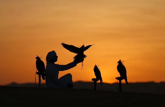 An Emirati from the Qubaisi tribe trains falcons in the Liwa desert, some 250 kilometres west of the Gulf emirate of Abu Dhabi, during the Liwa 2017 Moreeb Dune Festival on January 2, 2017. The festival, which attracts participants from around the Gulf region, includes a variety of races (cars, bikes, falcons, camels and horses) or other activities aimed at promoting the country's folklore. (Photo by Karim Sahib/AFP Photo)