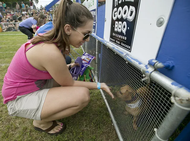 Lindie Hagdorn cheers on her dog Lexie as she prepares to race. The 18th Annual Buda County Fair and Weiner Dog Races was held at city park in Buda Sunday April 26, 2015 sponsored by the Lions Club. (Photo by Ralph Barrera/Austin American-Statesman)