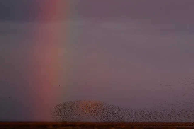 Thousands of knot fly over the wash in front of a rainbow during the 'Snettisham Spectacular' on February 12, 2024 in Snettisham, Norfolk. The so called 'Snettisham Spectacular' is a time when particularly high tides push the many wading birds off their feeding ground on the Wash to a lagoon, where they wait for the receding tide to continue feeding. The reserve lies on the edge of 'The Wash', one of the most important bird estuaries in the UK, supporting over 300,000 birds. A few times every year higher than average tides force thousands of waders including knot, oystercatchers, sanderlings, black and bar tailed godwit and plover to take flight, and advance up the mud flats in search of food. The event is one of the most incredible wildlife spectacles in the UK. (Photo by Dan Kitwood/Getty Images)