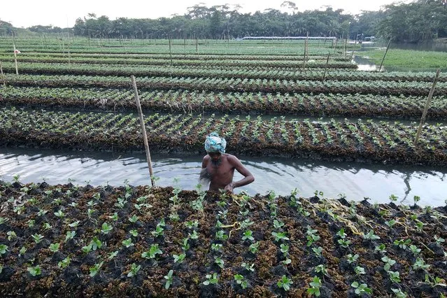 In this aerial photograph taken on September 26, 2021, a farmer standing in an inundated field checks on vegetables growing on seed beds, made of stack layers of water hyacinth and bamboo tied together by their roots to create a raft, in Mugarjhor some 200 kilometres (120 miles) south of Dhaka. (Photo by Munir Uz Zaman/AFP Photo)