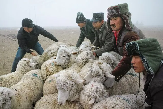 Kazakh herdsmen move sheep on a filed in Yili, Xinjiang Uighur Autonomous Region, China, March 12, 2016. (Photo by Reuters/China Daily)