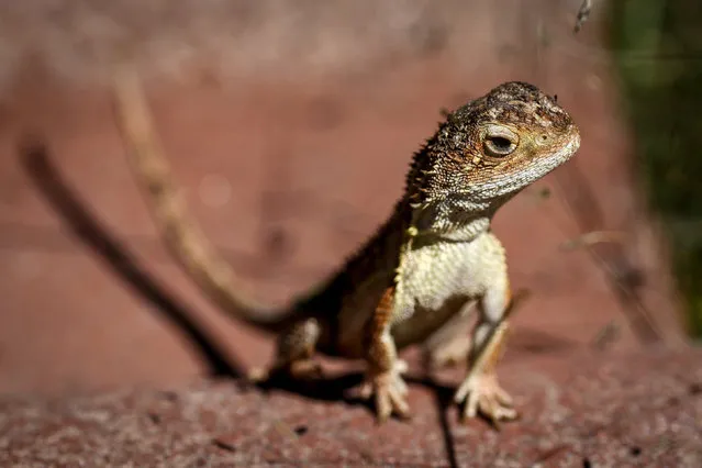 This picture taken on March 25, 2024 shows a grassland earless dragon lizard at the Tidbinbilla Nature Reserve located on the outskirts of the Australian capital city of Canberra. Australia's grassland earless dragon is no bigger than a pinkie as it emerges from its shell, but the little lizard faces an enormous challenge in the years ahead: to avoid extinction. As recently as 2019, scientists in Canberra counted hundreds of grassland earless dragons in the wild. This year, they found 11. (Photo by David Gray/AFP Photo)
