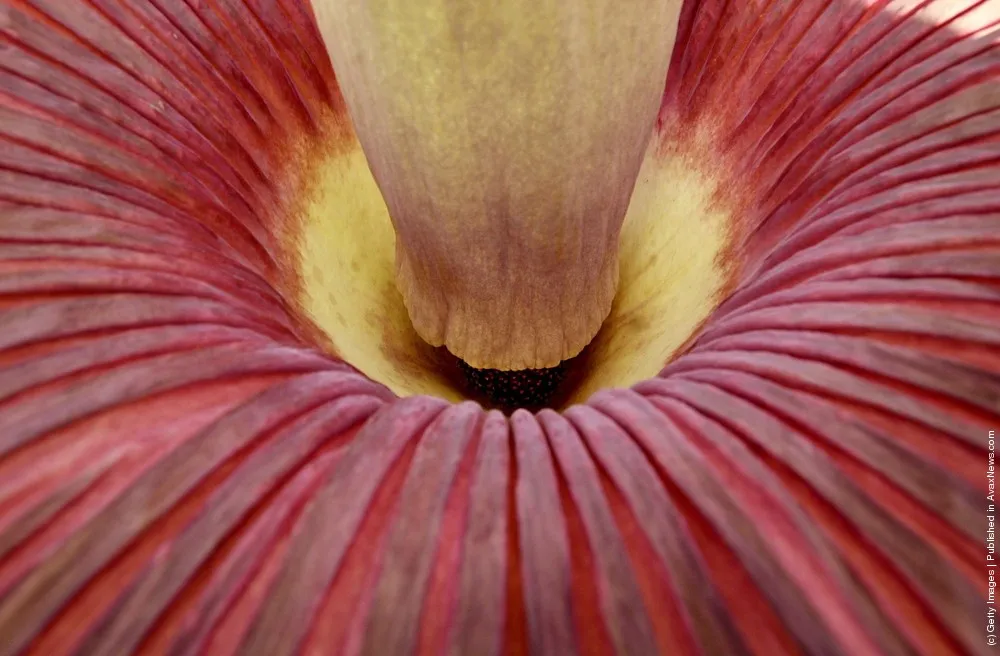 Biggest Flower In The World: The Titan Arum Or Amorphophallus Titanum