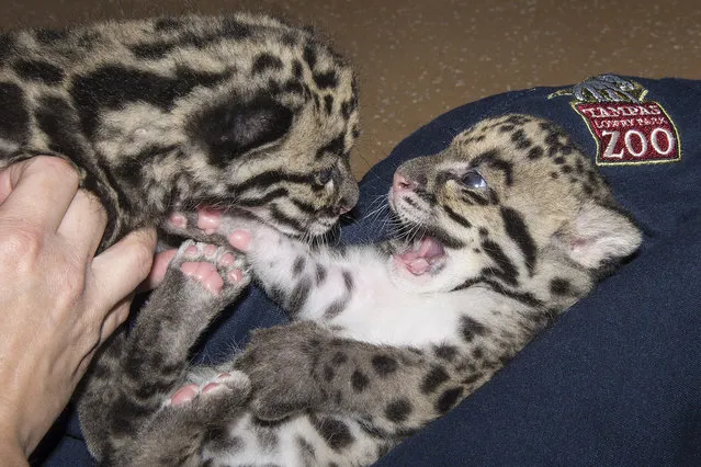 These rare clouded leopard cubs are the pride and joy of staff at Tampa's Lowry Park Zoo in Florida. The adorable felines are currently being hand reared after their mother became anxious and stopped caring for them. Named “Aiya” and “Shigu” the six-week-old fur balls are of the very vulnerable “big cat” species native to Southeast Asia. Clouded leopard numbers are dwindling rapidly due to poaching and the destruction of their rainforest habitat for palm oil plantations. Animal conservationists advise the boycott of all palm oil products. (Photo by Caitlin Chase/Splash News)