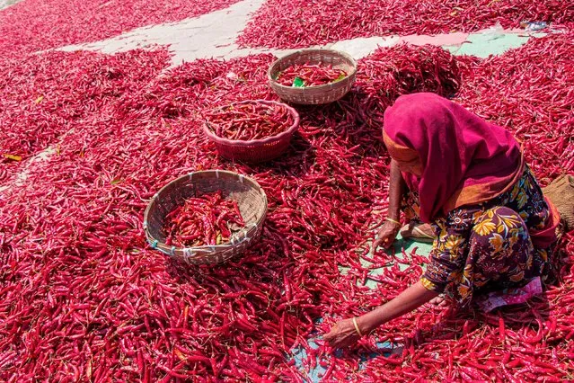 The red chillies are drying in the sun on the banks of river Yamuna in North Bengal, Bangladesh in the last decade of March 2024. (Photo by Abdul Hamid/Solent News)