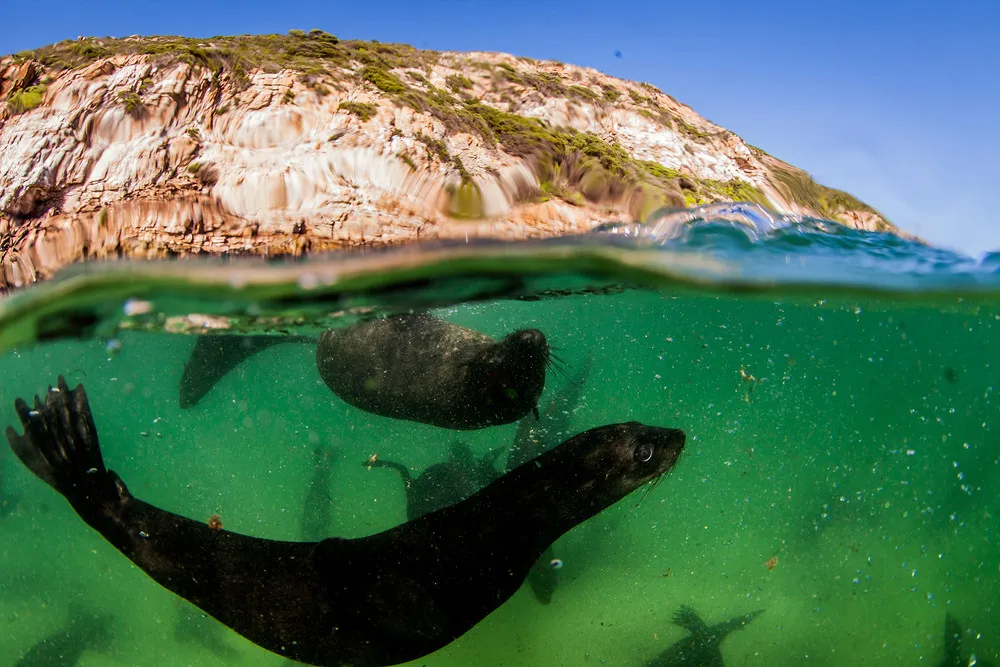 Seals Close-Up