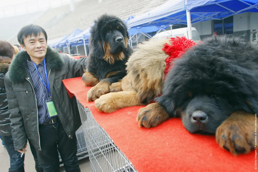 Tibetan Mastiff