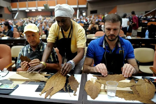 A cigar roller (C) teaches participants in a handmade cigar rolling master class at the Convention Palace during the XIX Havana Cigar Festival, in Havana, on March 1, 2017. (Photo by Yamil Lage/AFP Photo)