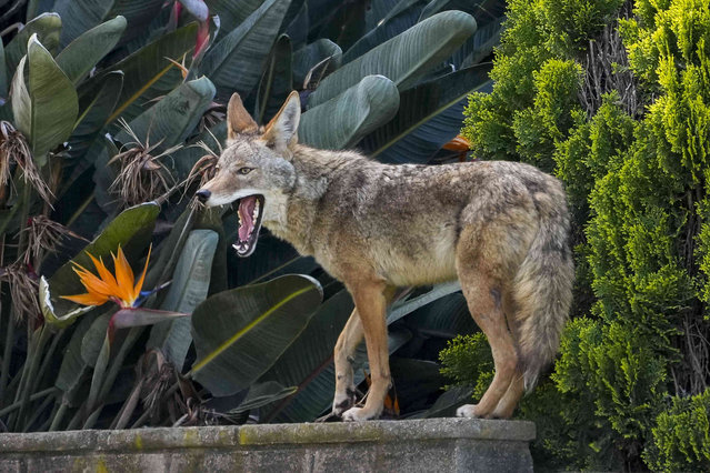 A coyote jumps on a residence's wall looking for two small dogs living on the property on Friday, April 26, 2024, in the Echo Park neighborhood of Los Angeles. (Photo by Damian Dovarganes/AP Photo)