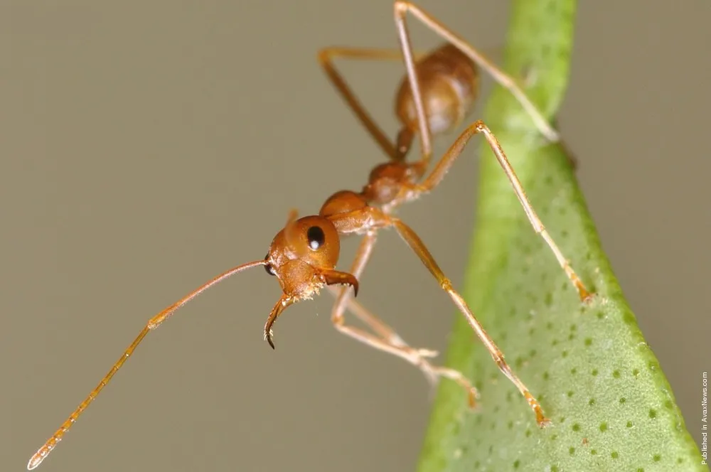 Exclusively for AvaxNews: Learning Abilities Of Insects