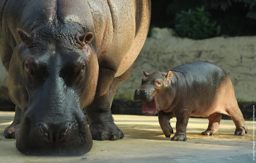 Baby Hippopotamus Presentation At Berlin Zoo