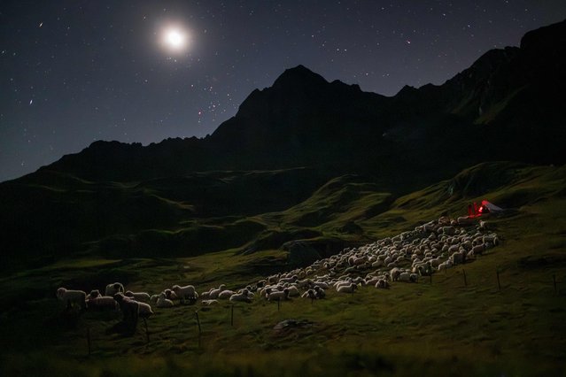 This photograph shows sheeps under the moon in Pontimia Pasture in the Swiss Alps during a monitoring programme by Swiss NGO “OPPAL” to watch livestock against wolf, on early August 10, 2023. If the predator were to get past the electric wires stretched around this high-altitude pasture in the Swiss Alps, Aliki Buhayer-Mach knows “it would be a massacre”. She and her 60-year-old husband Francois Mach-Buhayer have settled in to spend the night watching over some 480 sheep grazing in the remote mountains near the Italian border. (Photo by Fabrice Coffrini/AFP Photo)