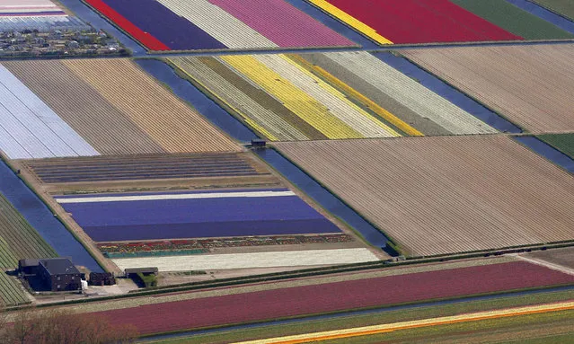 Aerial view of flower fields near the Keukenhof park, also known as the Garden of Europe, in Lisse April 9, 2014. (Photo by Yves Herman/Reuters)