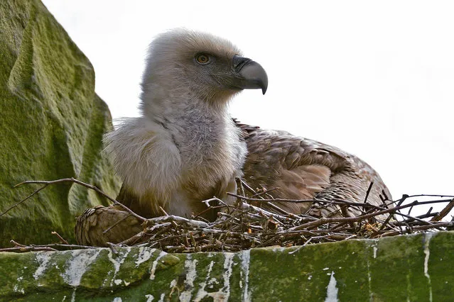 This handout photo made available by Tierpark Nordhorn on April 26, 2016 shows a male vulture brooding an abandoned egg at Tierpark Nordhorn Zoo, in Lower Saxony, Germany, on April 26, 2016. A pair of gay vultures in a German zoo have adopted an egg abandoned by its mother and started to incubate it in a nest they built. Animal keepers had collected the egg in the muddy ground under a tree where it had been dropped by a griffon vulture called “Lisa”, said national news agency DPA. (Photo by Franz Frieling/AFP Photo/DPA)