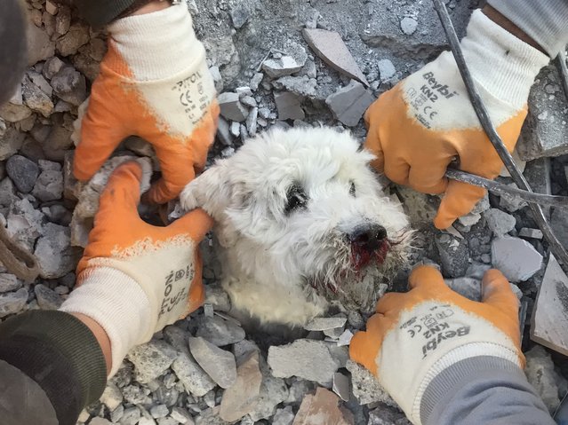 Rescuers extract a dog named Pamuk from the rubbles of a collapsed building in Hatay on February 9, 2023, three days after a massive earthquake. The death toll from the massive earthquake in Turkey and Syria kept on climbing February 9, 2023, topping 21,000 as the first UN aid reached Syrian rebel-held zones but hopes of finding more survivors faded. (Photo by Gurkan Ozturk/AFP Photo)