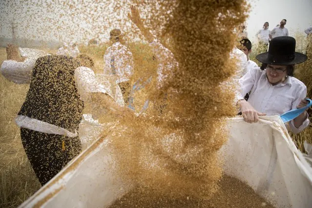 Ultra Orthodox Jewish men hold a sack open as a combine harvester pours wheat ahead of the holiday of Shavuot, in a field outside the Israeli community of Mevo Horon, Tuesday, May 3, 2016. The group will store the wheat for almost a year and then use it to grind flour to make unleavened bread for the next week-long Passover festival. (Photo by Ariel Schalit/AP Photo)