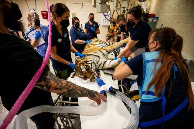 Zhanna, a 16-year-old tigress, receives her annual check-up at Buffalo Zoo, New York state on June 3, 2024. The vets were happy with her health and Zhanna was soon back in her enclosure. (Photo by Buffalo Zoo/Capture Media Agency)