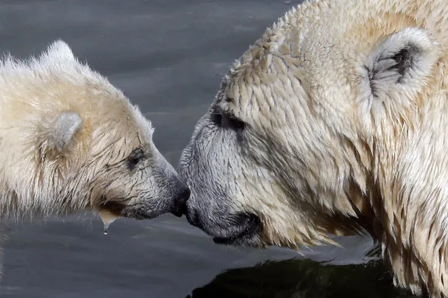 A polar bear cub (L) plays with its mother Uslada at the Leningrad Zoo in St. Petersburg, April 24, 2014. The four-month old polar bear cub, who made its first public appearance on Thursday , is yet to be named. (Photo by Alexander Demianchuk/AFP Photo)