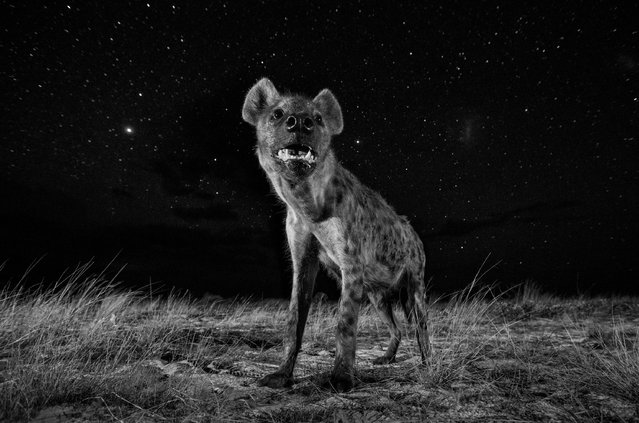 Natural world category, winner: Will Burrard-Lucas. “To show hyenas in their element, I wanted to photograph them at night”, Burrard-Lucas says. “The stars in Africa are so beautiful that I also wanted to include them in my image. I used a remote-control “BeetleCam” to position my camera on the ground so I could photograph the hyena with the beautiful starry sky behind. This is a single exposure. I lit the hyena with two wireless off-camera flashes and used a long shutter speed to expose the stars”. (Photo by Will Burrard-Lucas/Sony World Photography Awards)