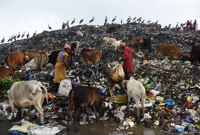 Scavengers collect recyclable materials at a garbage dump site on the occasion of Earth Day, in Guwahati, India, April 22, 2017. (Photo by Anuwar Hazarika/Reuters)
