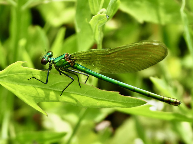 A damselfly rests on a leaf by the Thames in the UK on June 24, 2024. (Photo by Geoffrey Swaine/Rex Features/Shutterstock)