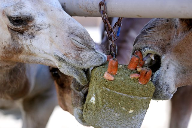 Camels enjoy a frozen treat of grains, carrots and apples at The Living Desert in Palm Desert, Calif., on July 18, 202. (Photo by Taya Gray/USA TODAY Network). (Photo by Taya Gray/USA TODAY Network)