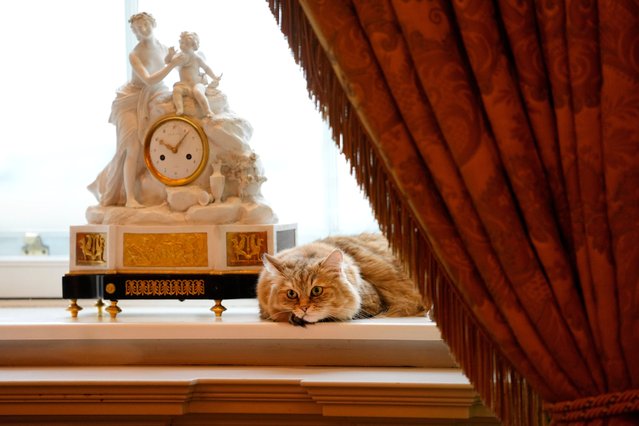 Lilibet the cat, who is a Siberian Forest Cat and lives in the Lanesborough Hotel in London, Wednesday, March 13, 2024. (Photo by Kirsty Wigglesworth/AP Photo)