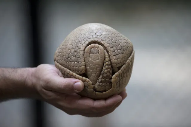 Biologist Rodrigo Cerqueira holds an armadillo, named Ana Botafogo in honor of the Brazilian dancer, at the Rio Zoo in Rio de Janeiro, Brazil, Wednesday, May 21, 2014. The three-banded armadillo is in danger of extinction, largely because of deforestation and hunting in its habitat in the shrub lands of northeastern Brazil. Those risks in large part are why the armadillo was chosen as the World Cup mascot. Another is that when it's frightened, it rolls up into a ball small enough to fit into one hand, looking like a tan soccer ball. (Photo by Silvia Izquierdo/AP Photo)